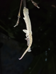 Anolis serranoi