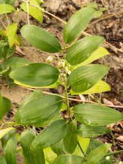 Geitonoplesium cymosum