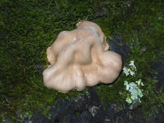Trichoderma peltatum