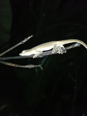 Anolis serranoi