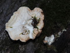 Trichoderma peltatum