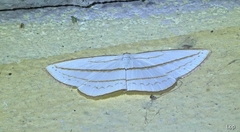 Orthocabera ocernaria