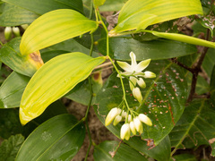 Geitonoplesium cymosum