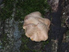 Trichoderma peltatum