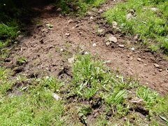 Bistorta bistortoides