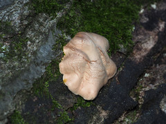 Trichoderma peltatum