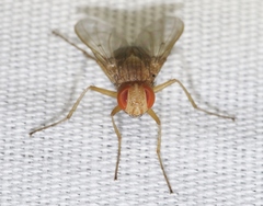 Ormia ochracea