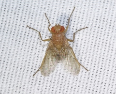 Ormia ochracea