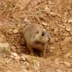 Cynomys gunnisoni