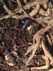 Euborellia annulipes