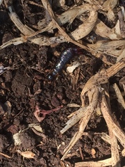 Euborellia annulipes