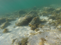 Stegastes flavilatus