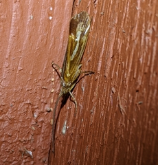 Limnephilus flavastellus