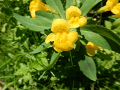 Erythranthe tilingii