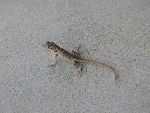 iNaturalist observation photo of Desert Spiny Lizard