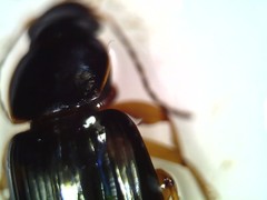 Carabidae