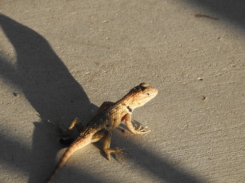 iNaturalist observation photo of Desert Spiny Lizard