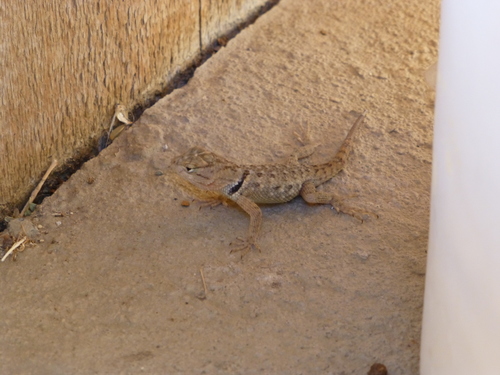 iNaturalist observation photo of Desert Spiny Lizard