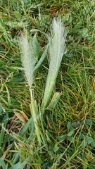 Hordeum marinum