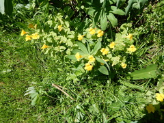 Erythranthe tilingii