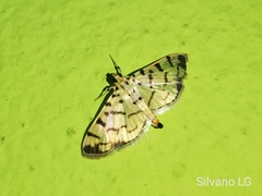 Dichocrocis sabatalis