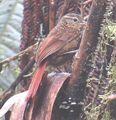Premnornis guttuliger
