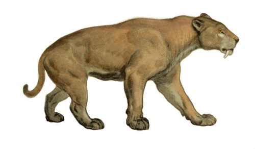 Smilodon populator · iNaturalist