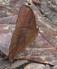 Parataygetis lineata