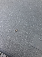 Callopistromyia strigula