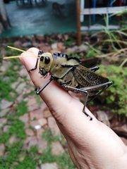 Taeniopoda citricornis