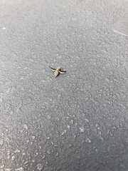 Callopistromyia strigula