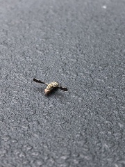 Callopistromyia strigula