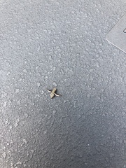 Callopistromyia strigula