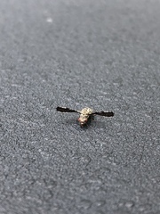 Callopistromyia strigula