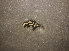 Spilogale angustifrons