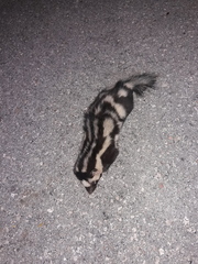 Spilogale angustifrons