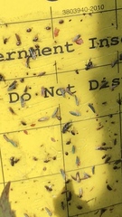 Graphocephala atropunctata