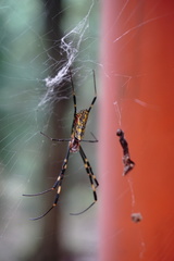 Trichonephila clavata