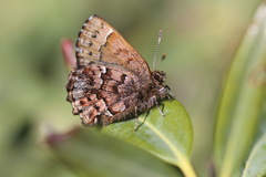 Callophrys lanoraieensis