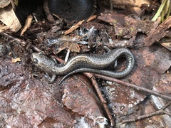 Plethodon hoffmani