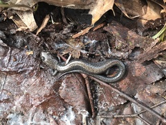 Plethodon hoffmani