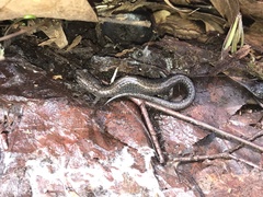 Plethodon hoffmani