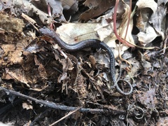 Plethodon hoffmani