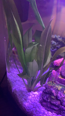 Echinodorus macrophyllus