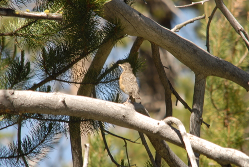 iNaturalist observation photo of American Robin