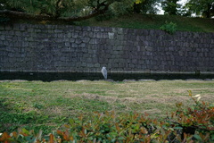 Ardea cinerea