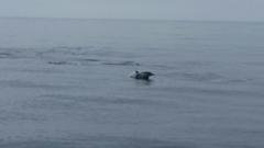 Delphinus