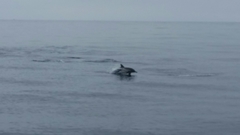 Delphinus