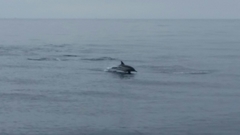 Delphinus