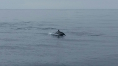 Delphinus